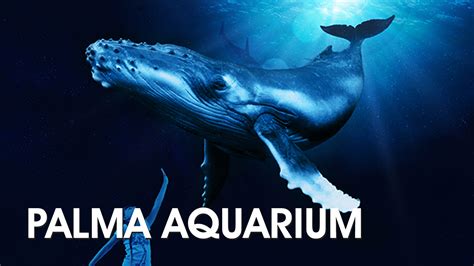 Palma Aquarium: Discover Underwater Treasures and More