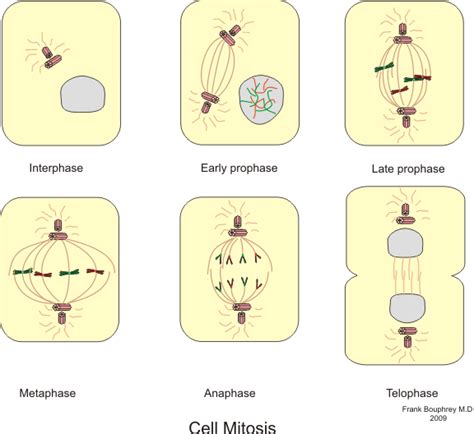 😍 Plant prophase. Mitosis in a plant cell. 2022-10-28