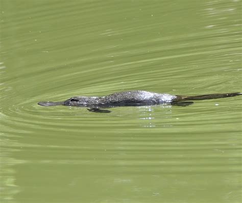 Mammals in wetlands | NSW Environment and Heritage