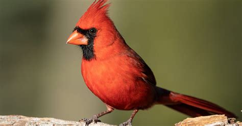 What is the State Bird of Illinois? (And Why?) | Birdfact