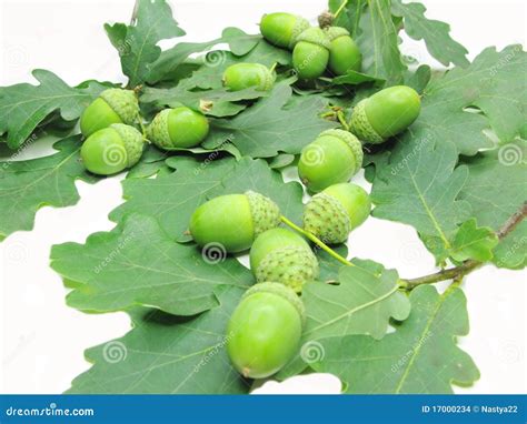 Oak Tree Leaves And Nuts Stock Images - Image: 17000234