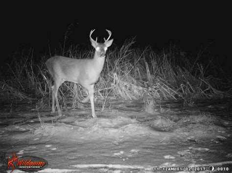 #WhitetailWednesday: 5 Tips for a Less Stressful Deer Hunting Season ...