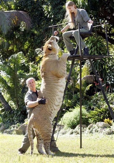 Hercules, 922-Pound Liger, Is The World's Largest Living Cat