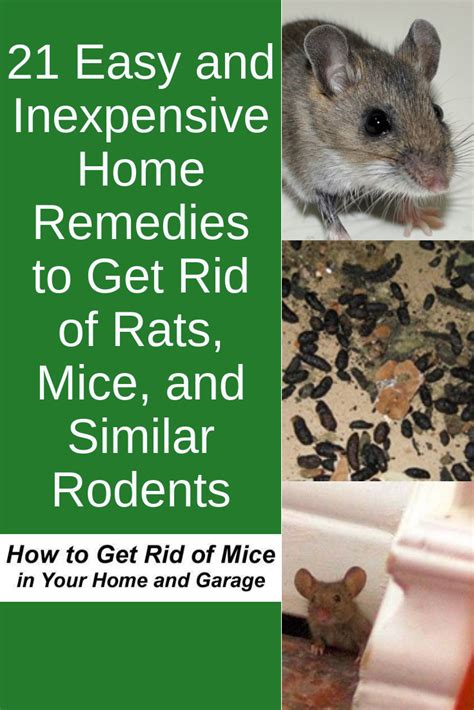 Natural remedies for mice. How to Get Rid of Mice - 5 Home ...