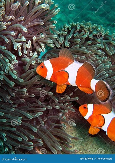 Clownfish in Coral Reef stock image. Image of dream, animal - 4639465