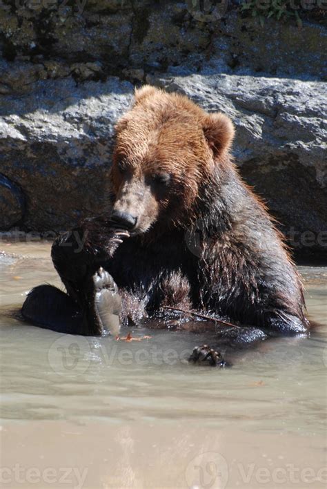 Grizzly Bear Sitting in Shallow Water Playing By Himself 9752707 Stock Photo at Vecteezy