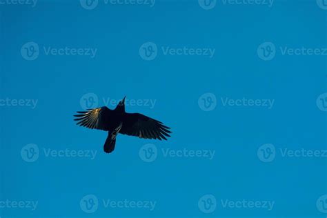 Raven flying under the blue sky 7291888 Stock Photo at Vecteezy