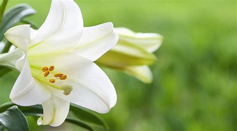 Easter Lily How-to Care - Visit the plant experts at Platt Hill Nursery