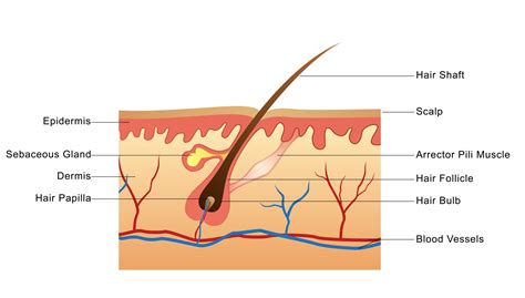 Hair Follicle Diagram Labeled