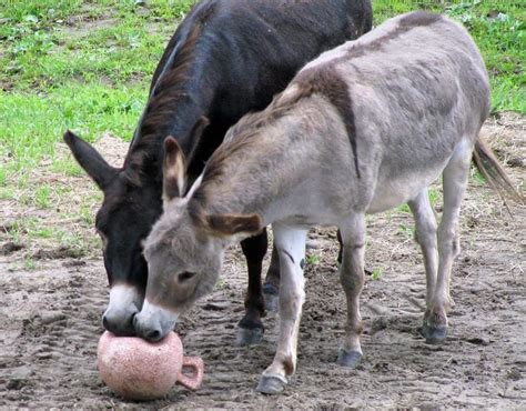 Fun Facts About Donkeys - The Open Sanctuary Project