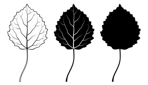 Aspen Leaves Clipart Leaf