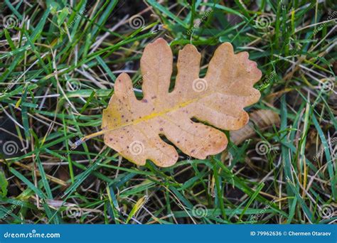 Oak Leaf. Colors Of Autumn Forest Stock Photo - Image of grass, nature: 79962636