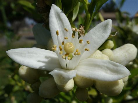 File:Orange Blossom.JPG - Wikimedia Commons