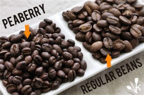 Best Peaberry Coffee Beans (They Cost More, But Taste Better) | KitchenSanity