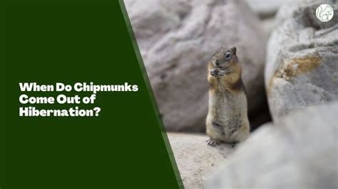 When Do Chipmunks Come Out of Hibernation? [Explained] - Rodents Info