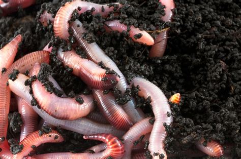 Wondering How to Start a Worm Farm? Here’s What You Need to Know