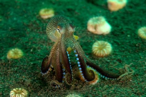 12 Pictures of Invertebrates | Invertebrates, Octopus, Wildlife conservation society