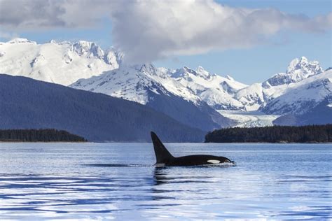 An Orca Whale (Killer Whale) (Orcinus orca) surfaces in Lynn Canal Herbert Glacier Inside ...