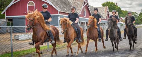 Breeding Standards — Icelandic Horse Congress