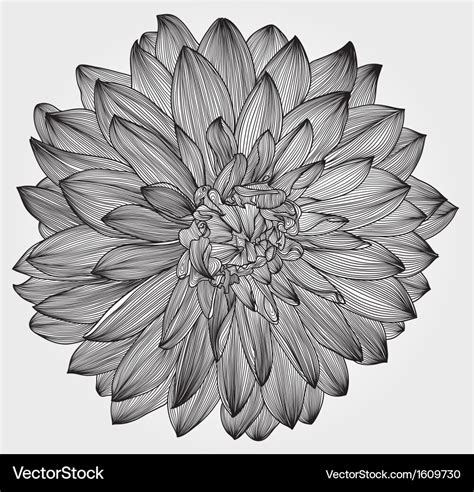 Ink drawing of black dahlia flower Royalty Free Vector Image