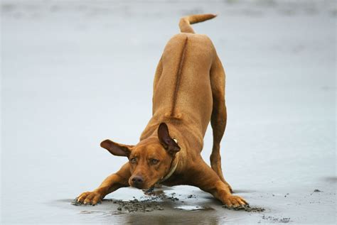 Rhodesian Ridgeback | Description, Temperament, & Facts | Britannica