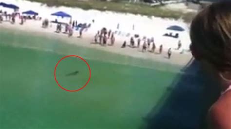 Hammerhead Shark Spooks Swimmers at Florida Beach - ABC News