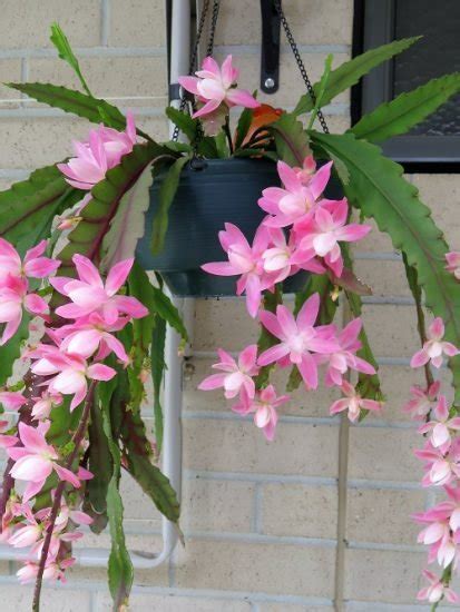 17 Stunning Succulents with Pink Flowers | Balcony Garden Web