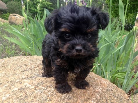 15 Pictures About yorkipoo puppy - Pets Lovers