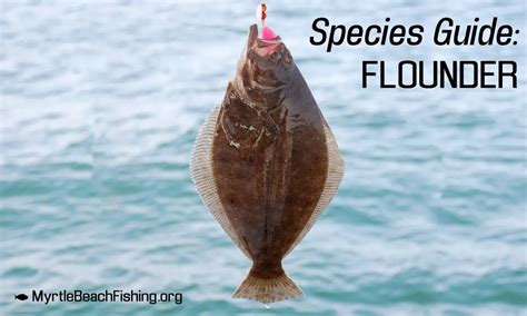 Myrtle Beach Flounder Fishing - Spots, Recommended Bait & Tips