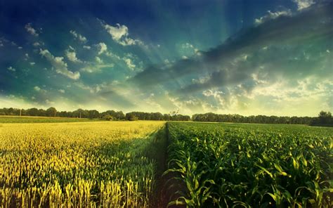 Corn Field Wallpapers - Wallpaper Cave