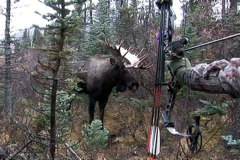 Moose Attack!!! - Bowhunter