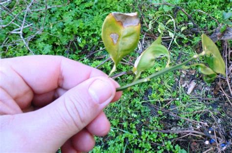 Orange Tree Diseases and Pests - Wikifarmer