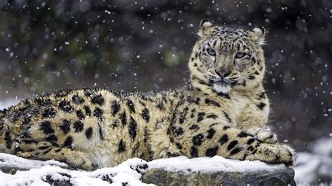 Snow Leopard Wallpapers 1280x800 - Wallpaper Cave