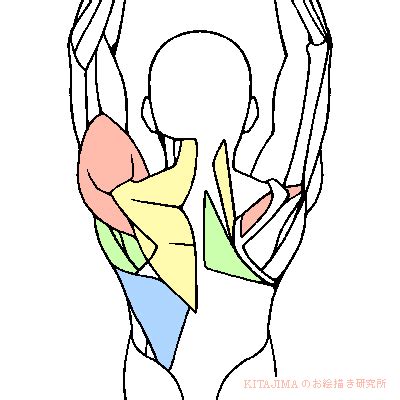 Pin by 유덕선 on Ref | Anatomy reference, Anatomy tutorial, Body reference ...