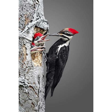 Pileated Woodpecker Tongue