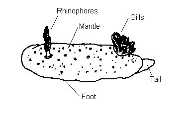 Nudibranchs of the British Isles : Anatomy