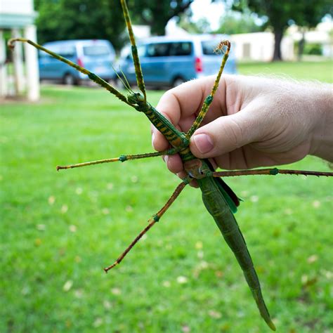 10 Weird Insects found in Australia :: Western AllPest Services | Pest Control Specialist in ...