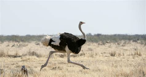 Ostrich - Birds - South Africa