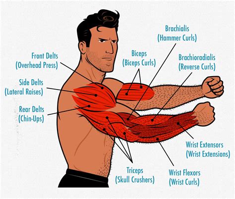 Arm Muscle Diagram Labeled Somsoarmmusclemodel | Images and Photos finder