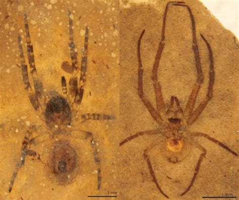 Fossil Spiders from an Ancient Lake