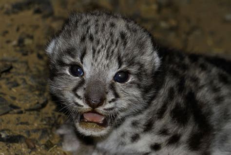 Life Cycle - Snow Leopard Trust