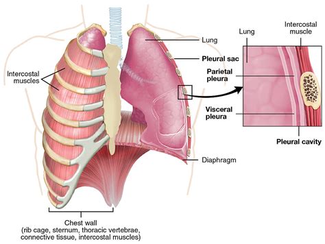 Chest Wall Tumors | The Patient Guide to Heart, Lung, and Esophageal ...