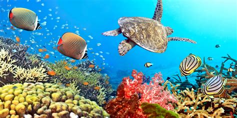 Wallpaper ID: 605055 / animals In The Wild, ocean, illustration, wildlife, sea Life, underwater ...