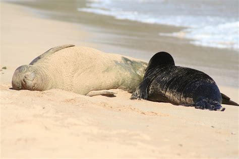 Hawaiian Monk Seal Facts: Habitat, Diet, Conservation, & More