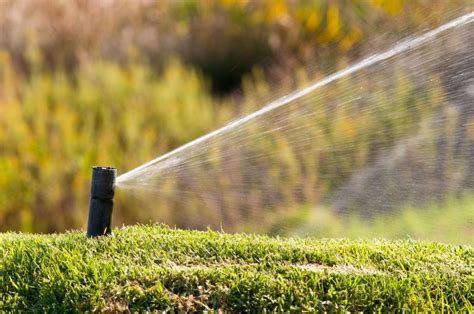 Sod Care and Maintenance, Bentgrass Sod, Lawn Sod, Sacramento, CA