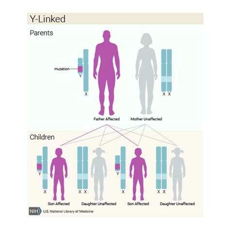 Y chromosome infertility: MedlinePlus Genetics