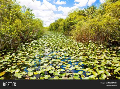 Florida Wetland, Image & Photo (Free Trial) | Bigstock