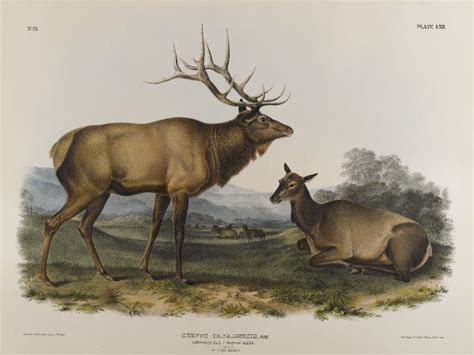 Eastern elk | Extinct Animals Wiki | Fandom