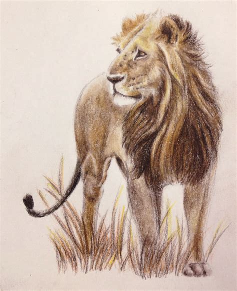 African Lion Drawing at GetDrawings | Free download