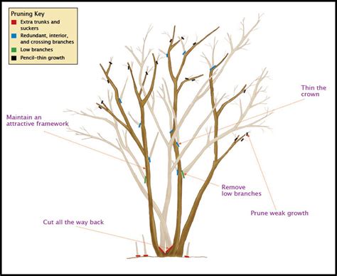 Pruning Crepe Myrtle Trees | The Garden